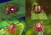 ticks.png ticks