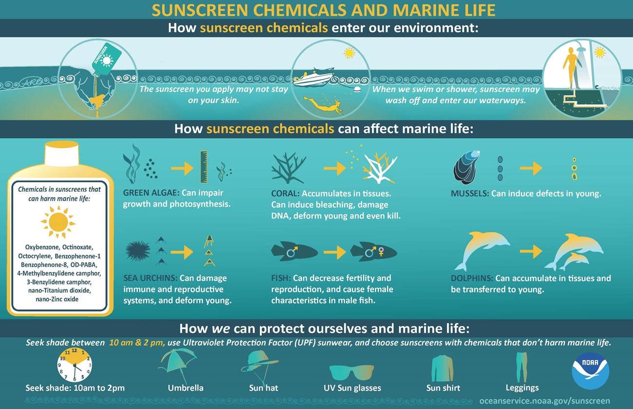 A Guide to Reef Safe Sunscreen and Top 10 Brands