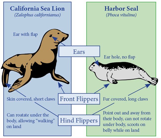 Seals and Sea Lions, What is the Difference? Redwood National and
