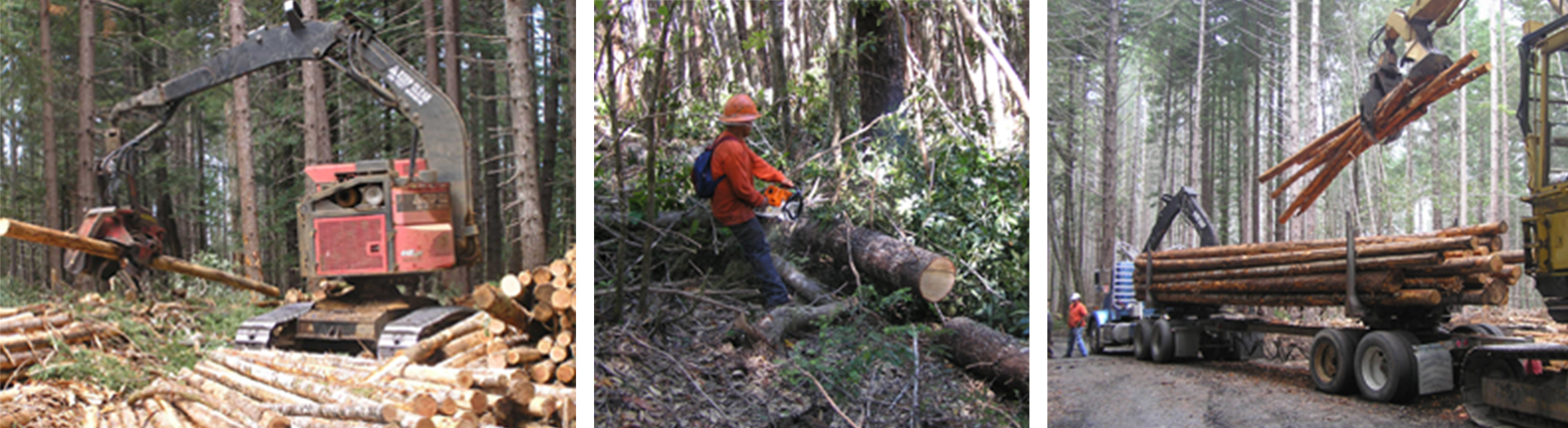 Second-Growth Forests and Restoration Thinning - Redwood National
