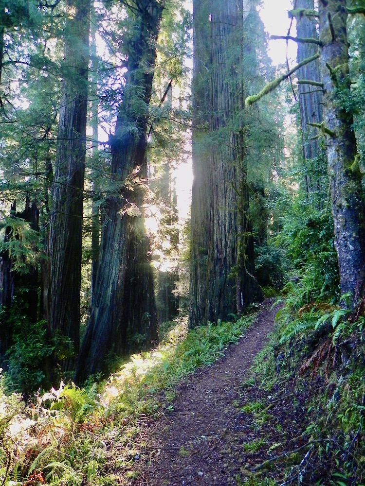 A nature trail is surrounded by redwood trees.