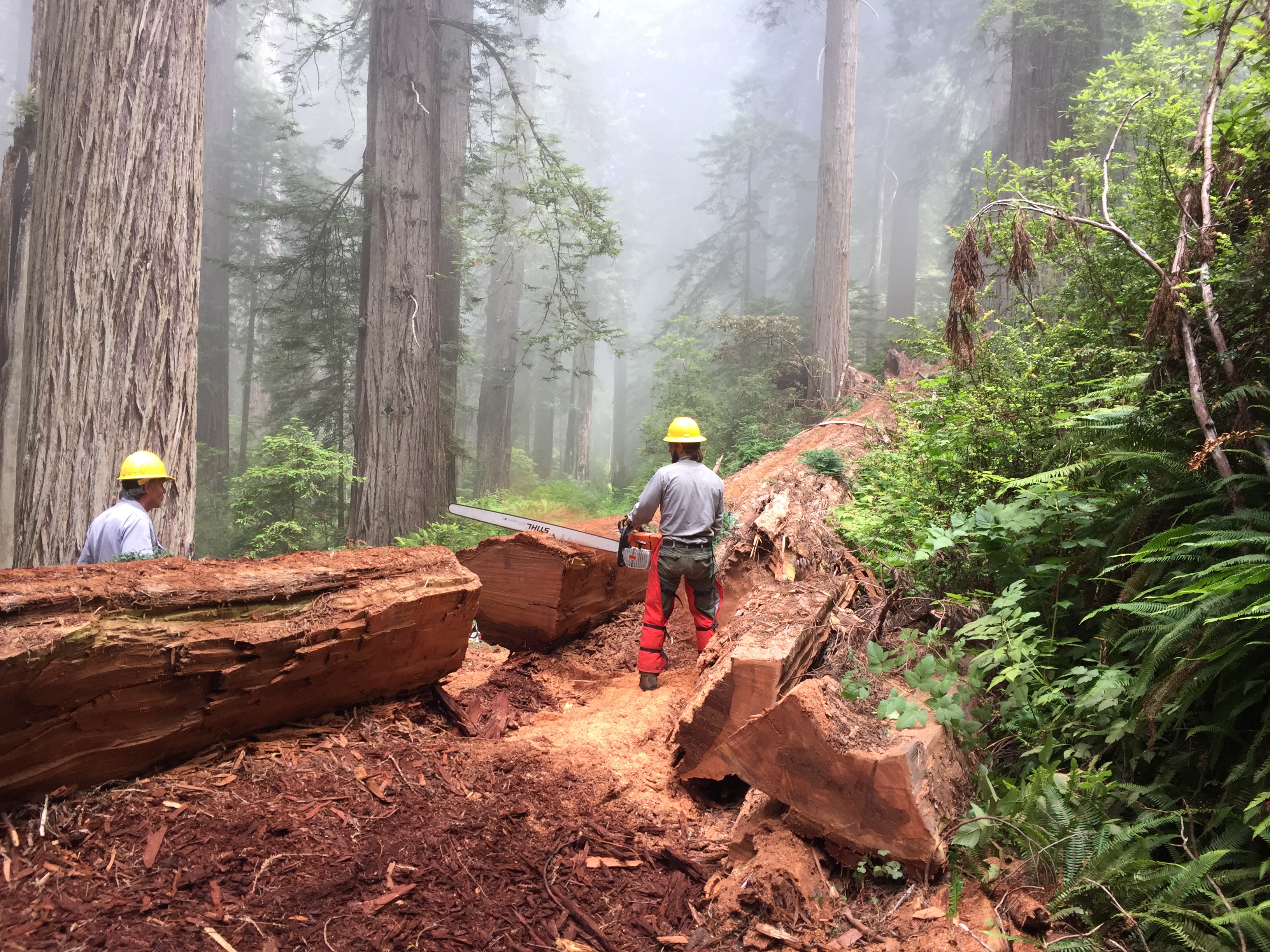 Two men clear a park trail