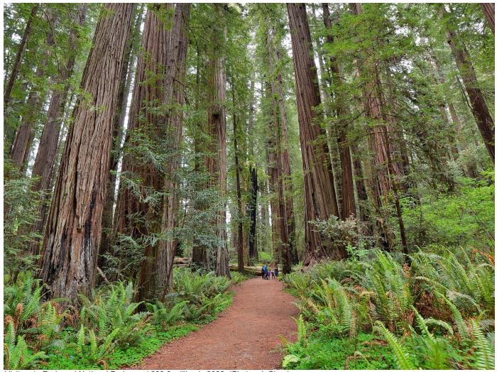 A distant group of people on a dirt path in a redwood forest