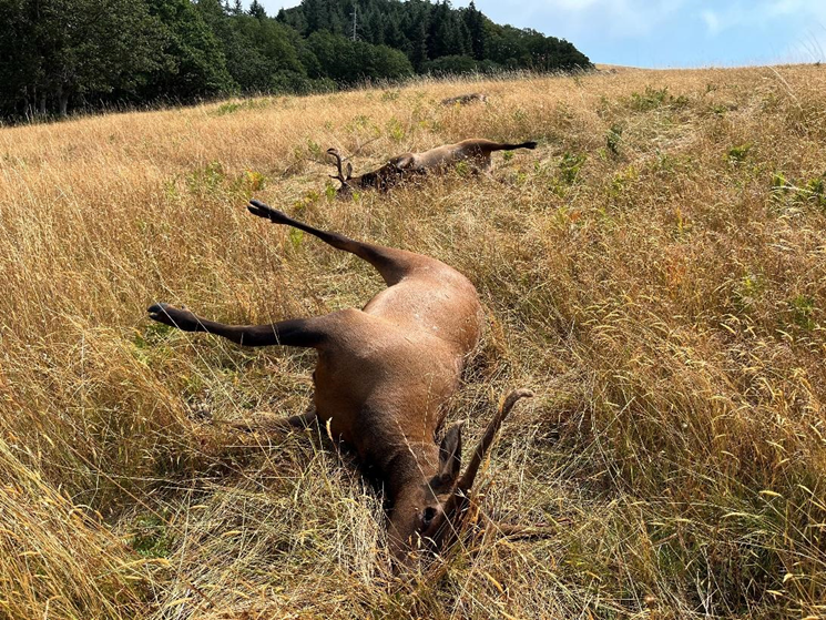 Two of the illegally shot elk in a prairie.