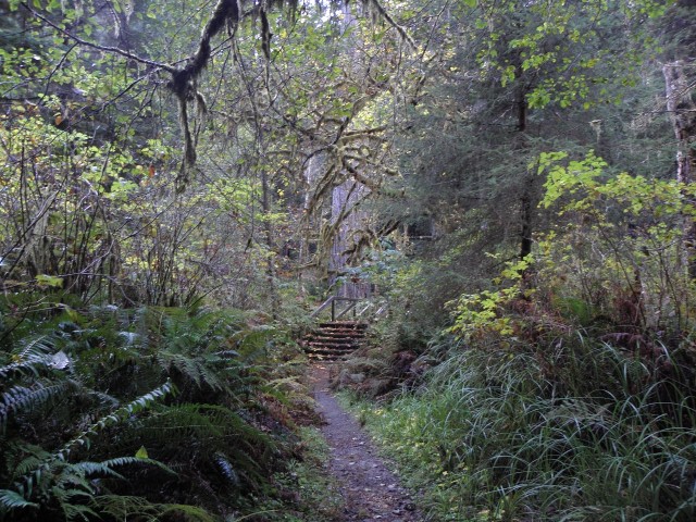 Zig Zag 2 Trail Pre-approved Wedding Location - Redwood National