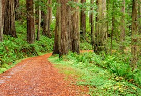 Cal Barrel Road. A winding scenic drive meanders through redwoods.