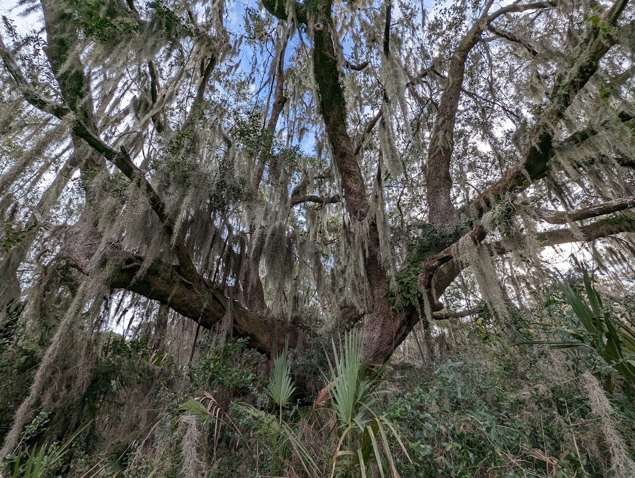 a large live oak tree in a coastal forest