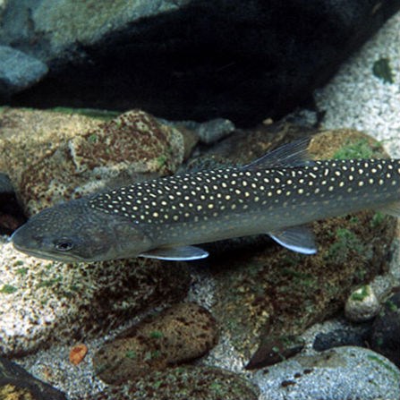 Bull trout in stream