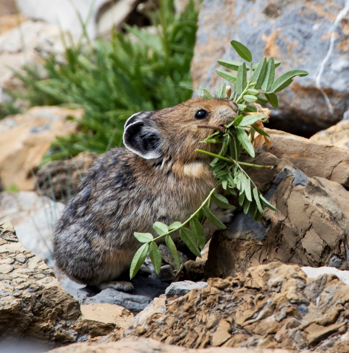 Pika Poop Patrol Collecting Scat For Science Us National Park Service