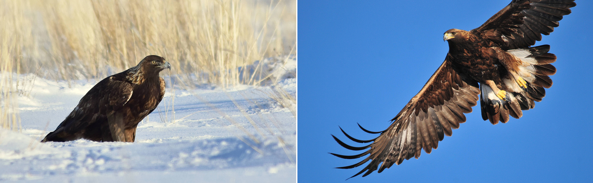 Golden Eagle (U.S. National Park Service)