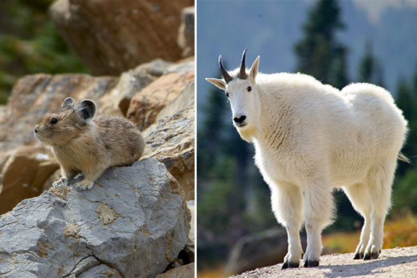 Mountain Goats Are Shrinking—A Lot—Because of Global Warming