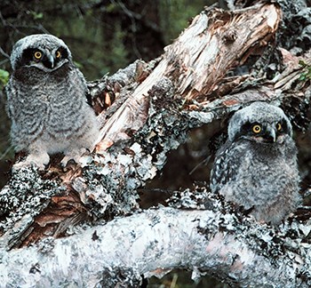 Pair of fluffy owl chicks camouflaged against the log where they perch