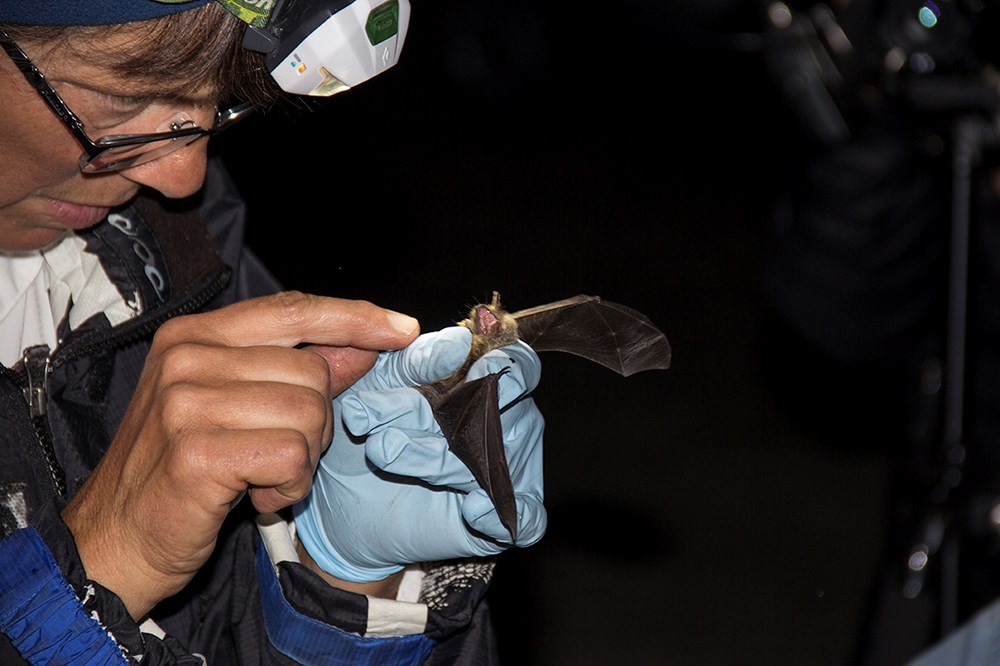 Researcher examines bat in gloved hand