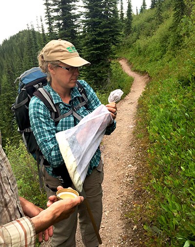 Graves uses an insect net to collect bees. Graves stands in the middle of a trail holding an insect net in one hand, while the other reaches into the net.
