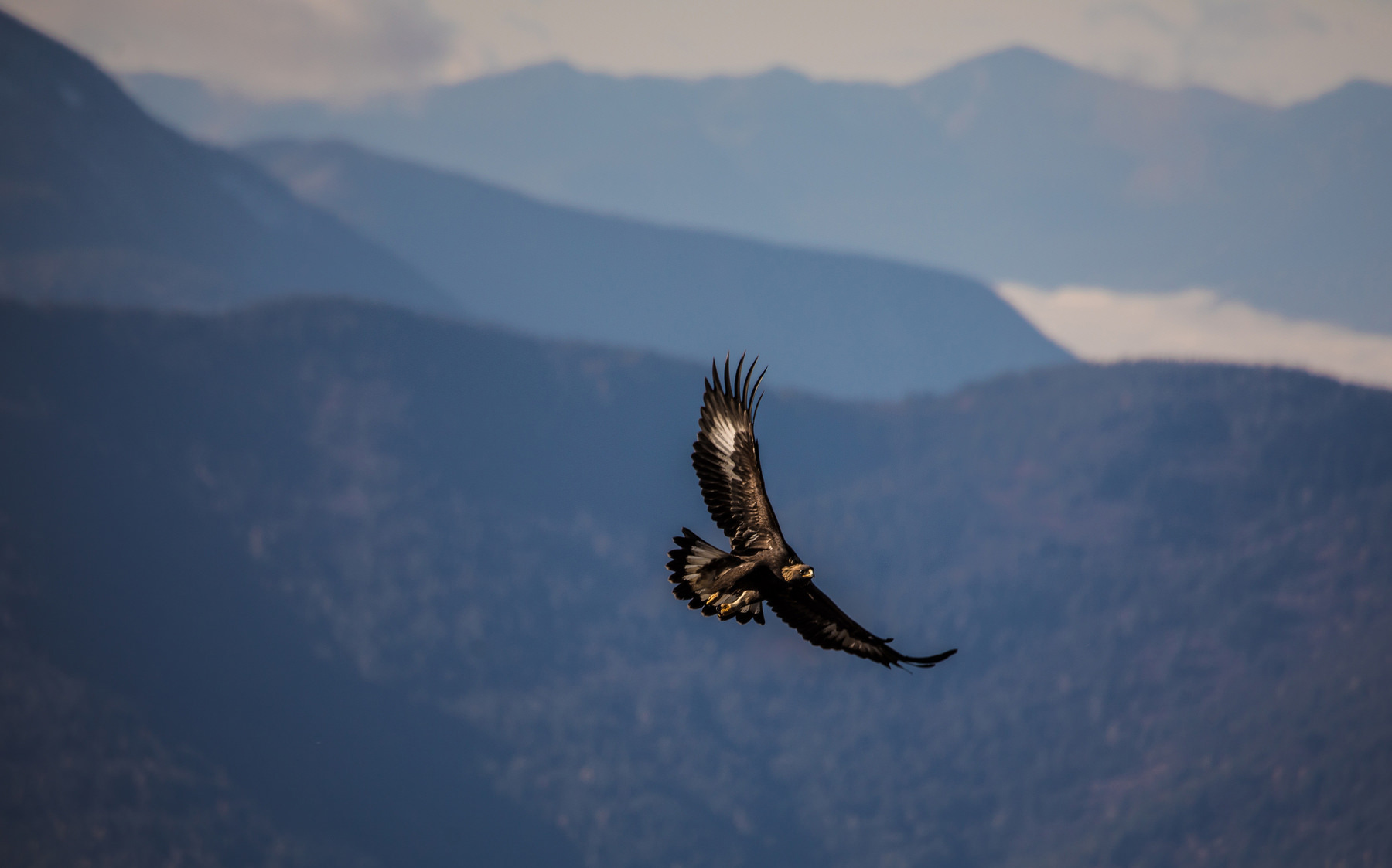 Fly Eagles Fly Card - Paper On Pine Fly Eagles Fly Card