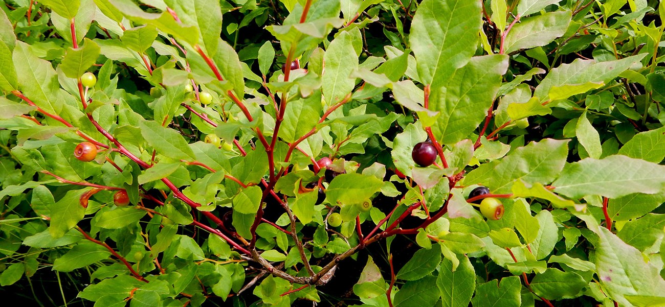 Huckleberries ripening on plant. Huckleberry foliage and ripening berries.
