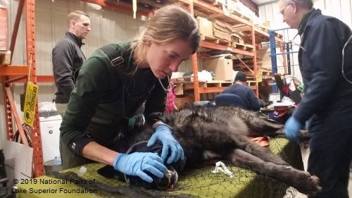 A woman examines the teeth of a tranquilized wolf lying on a table.