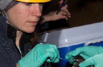 A woman wearing nitrile gloves swabs the wing of a bat.