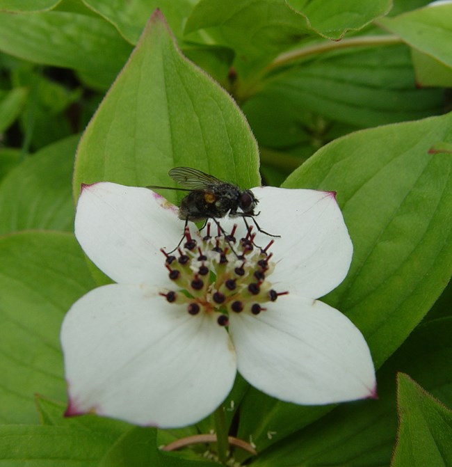 A fly sits atop a cluster of small maroon flowers surrounded by large white bracts.  Bright green leaves of the same plant surround it all.