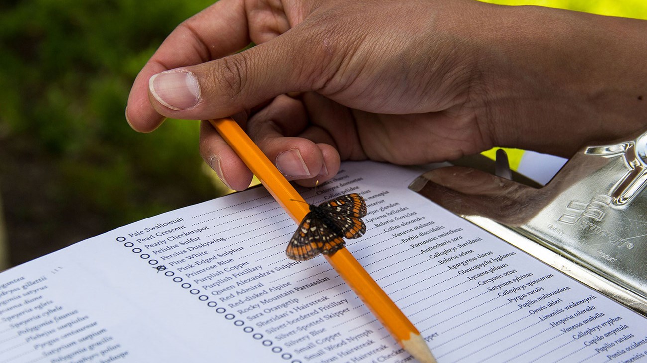 Data collected in national parks can be accessed through various databases, tools, and collections. A butterfly lands on a field researcher's pencil.