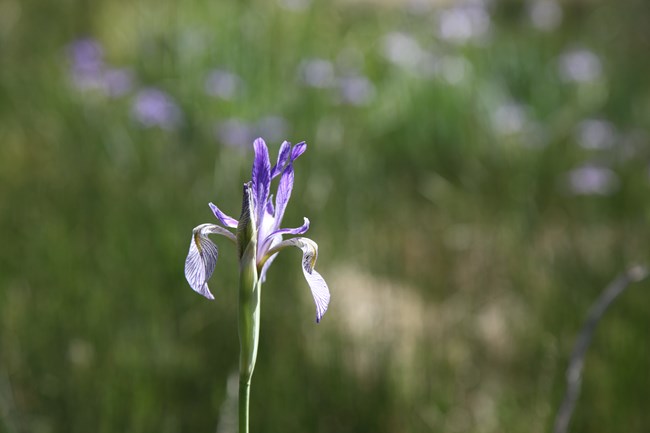 A purple iris stands tall in a grassy meadow.