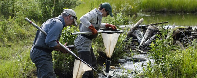 Researchers net aquatic macroinvertebrates in Horseshoe Lake, Denali National Park and Preserve