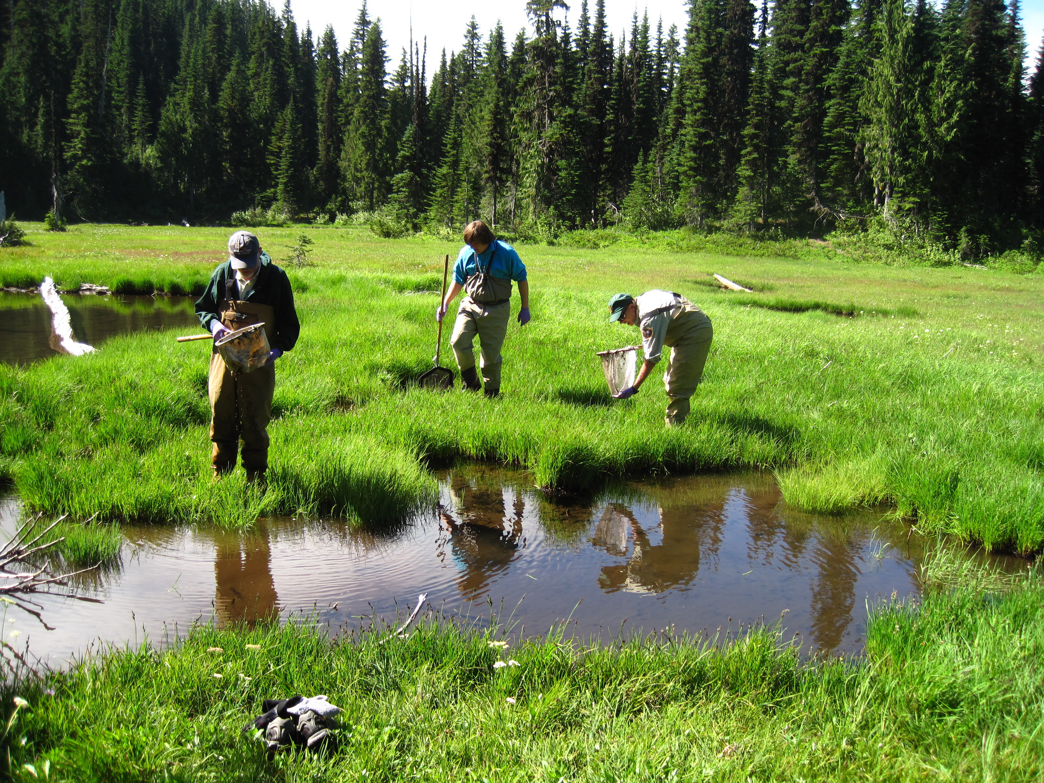 Amphibian Monitoring - North Coast and Cascades Research Learning