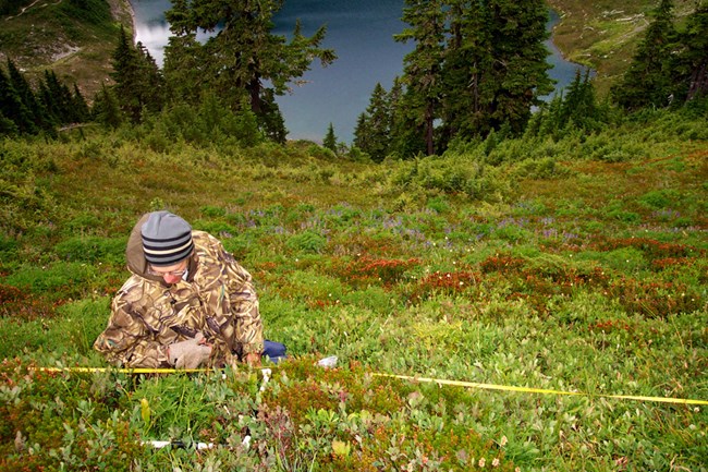 Researcher identifying vegetation high above a lake in Olympic National Park