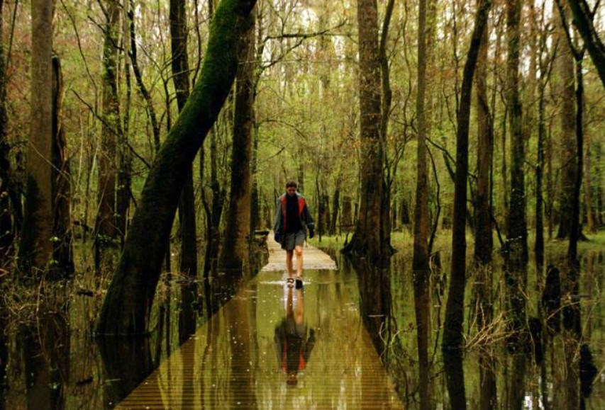 are dogs allowed at congaree national park