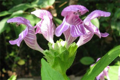lt= Carolina bogmint in bloom at Congaree National Park.