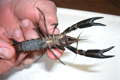 Crayfish Research at Congaree National Park - Old-Growth Bottomland Forest  RLC (U.S. National Park Service)