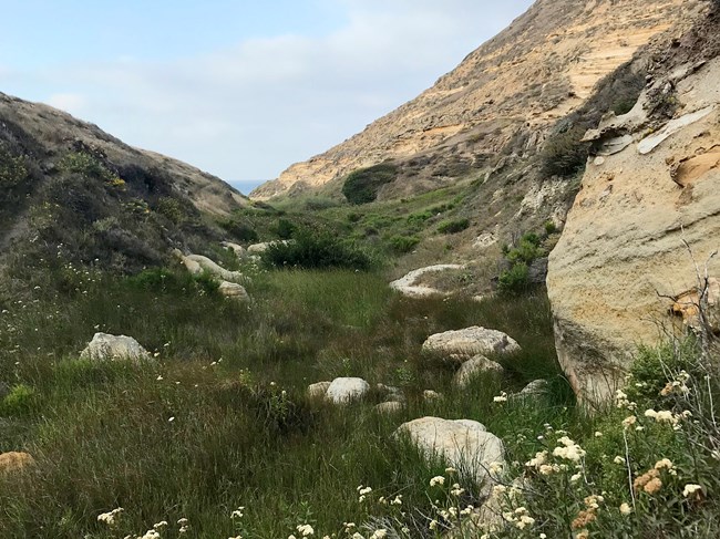 Santa Rosa Island riparian area Lush green vegetation running through the base of a valley
