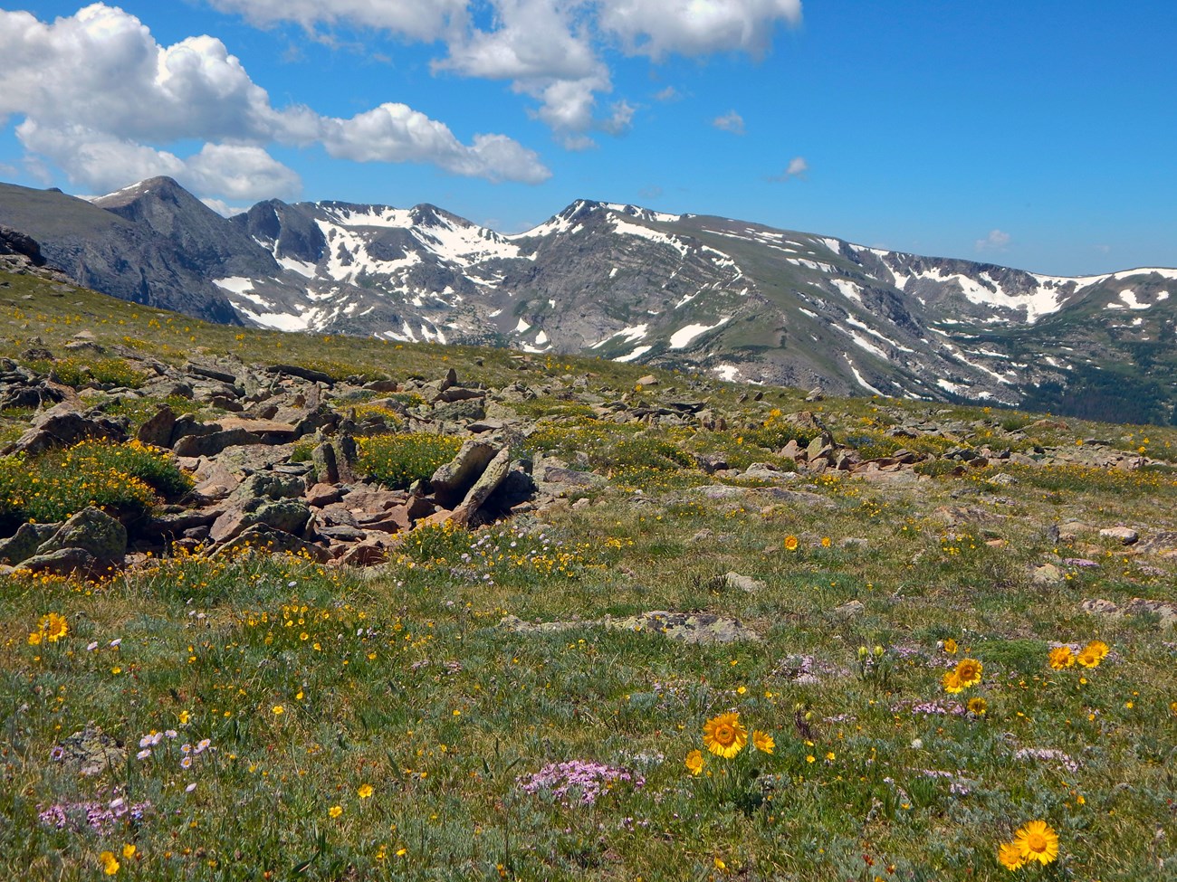 Alpine Wildflowers