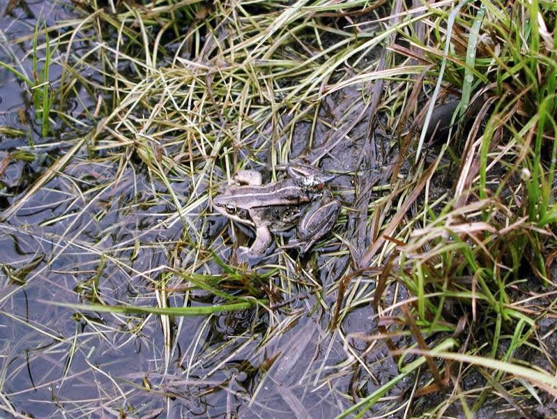a photo of a wood frog wearing a transmitter