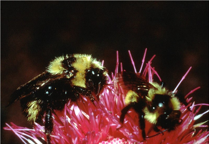 a photo of a bee visiting a thistle