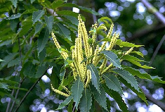 a photo of American chestnut