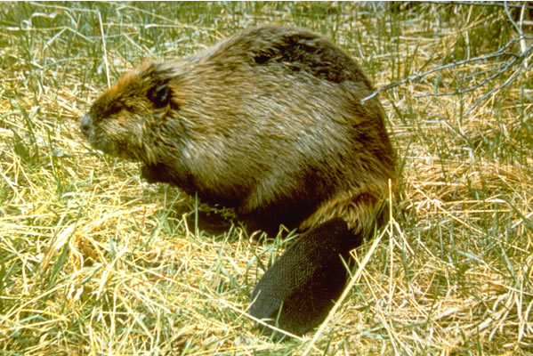 Beaver - Rocky Mountain National Park (U.S. National Park Service)