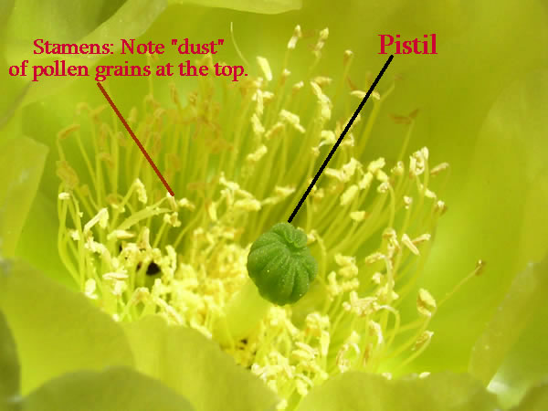 plant pistil