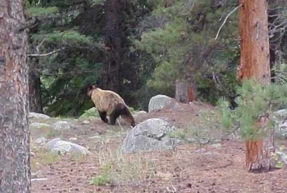 a photo of a cinnamon bear