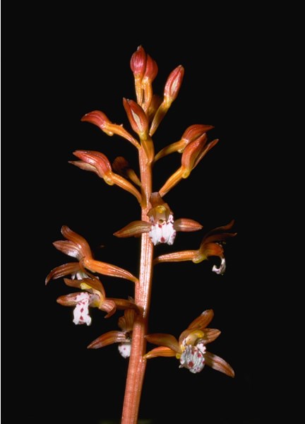 a photo of coral root orchid