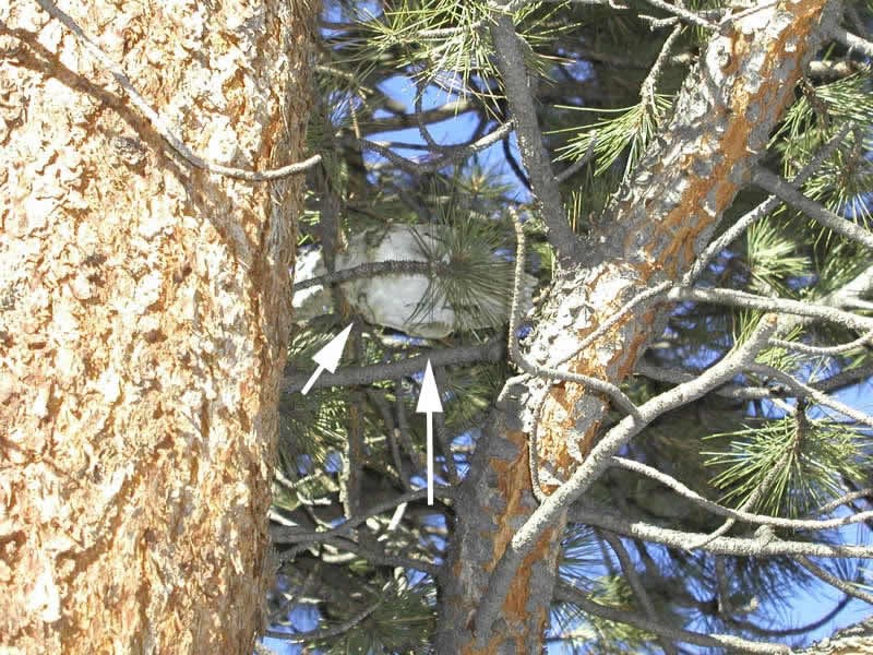 a photo of a mule deer skull in a tree