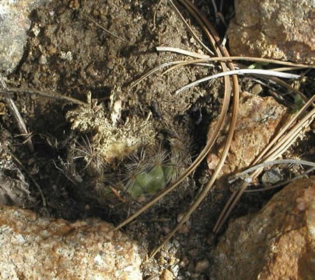 a photo of an eaten cactus