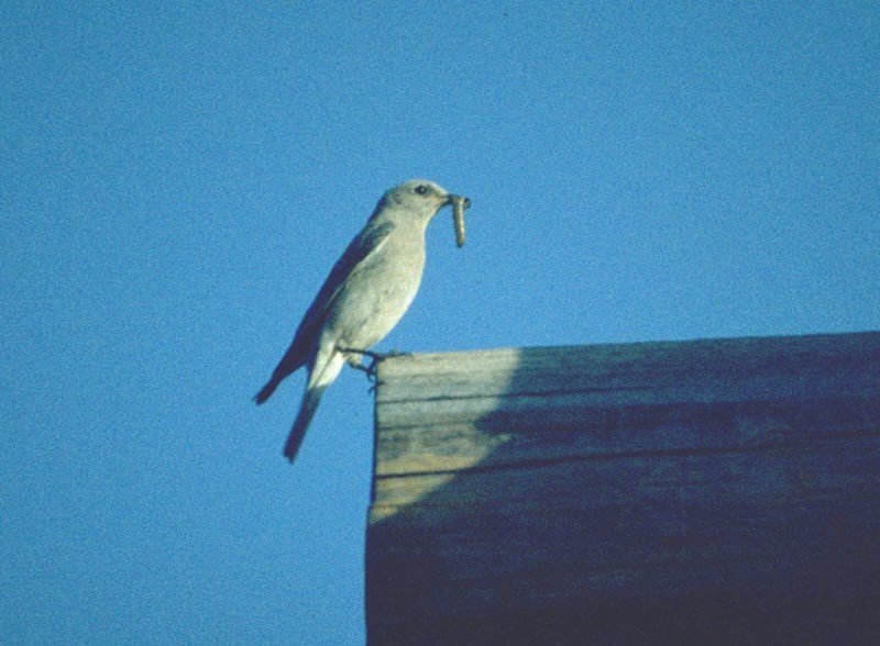 a photo of a female bluebird