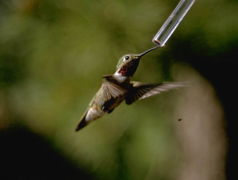 a photo of a male broad-tailed hummingbird