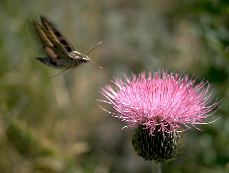 a photo of a hummingbird moth