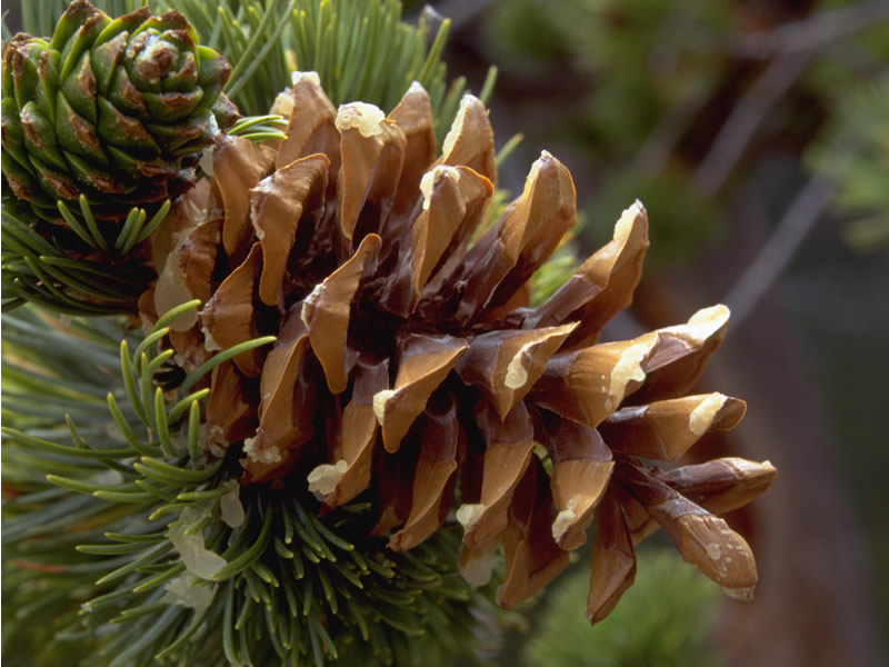 Limber Pine Cone - Rocky Mountain National Park (U.S. National Park