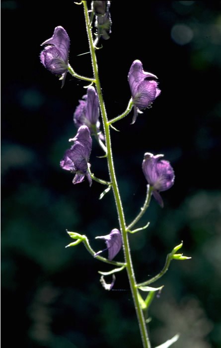 a photo of monkshood