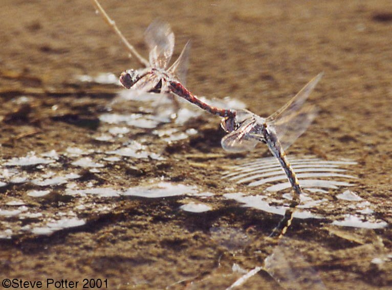 a photo of a dragonfly