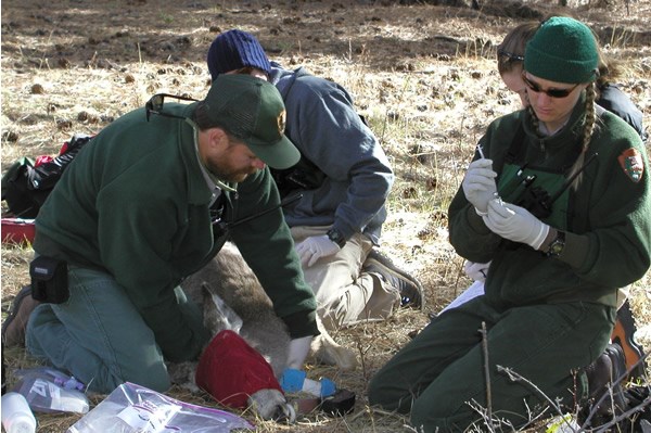 a photo of a deer being administered antibiotics