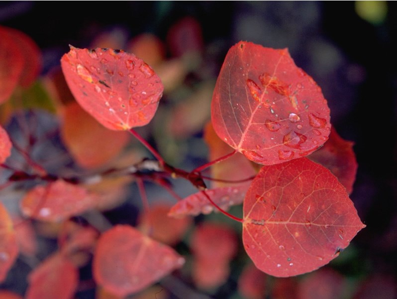 Red Aspen Leaves Rocky Mountain National Park (U.S. National Park